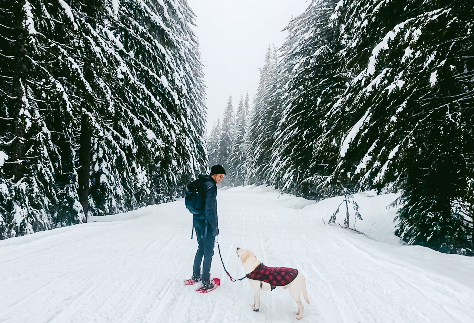 How Cold Is Too Cold for Your Dog