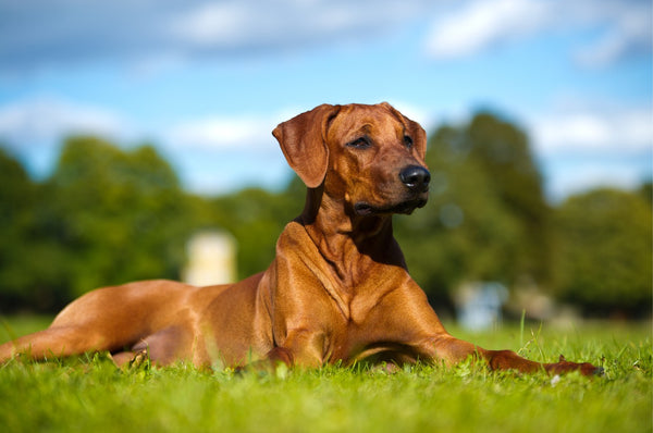 Collar vs. Harness for Your Dog and How to Choose the Right One Iron Doggy