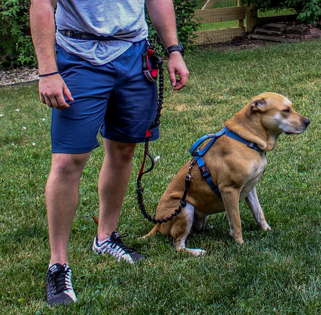 Runner's choice hands free hotsell dog leash