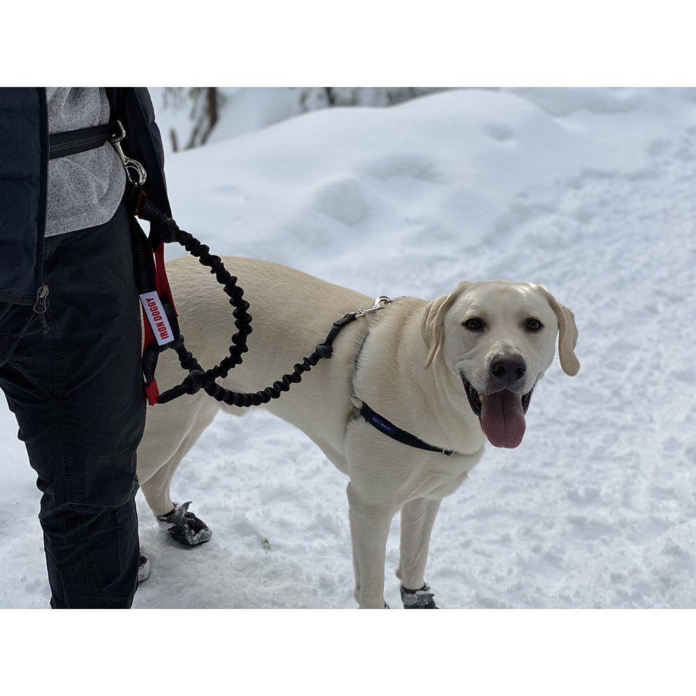 Yellow Lab with Iron Doggy leash in the snow hiking