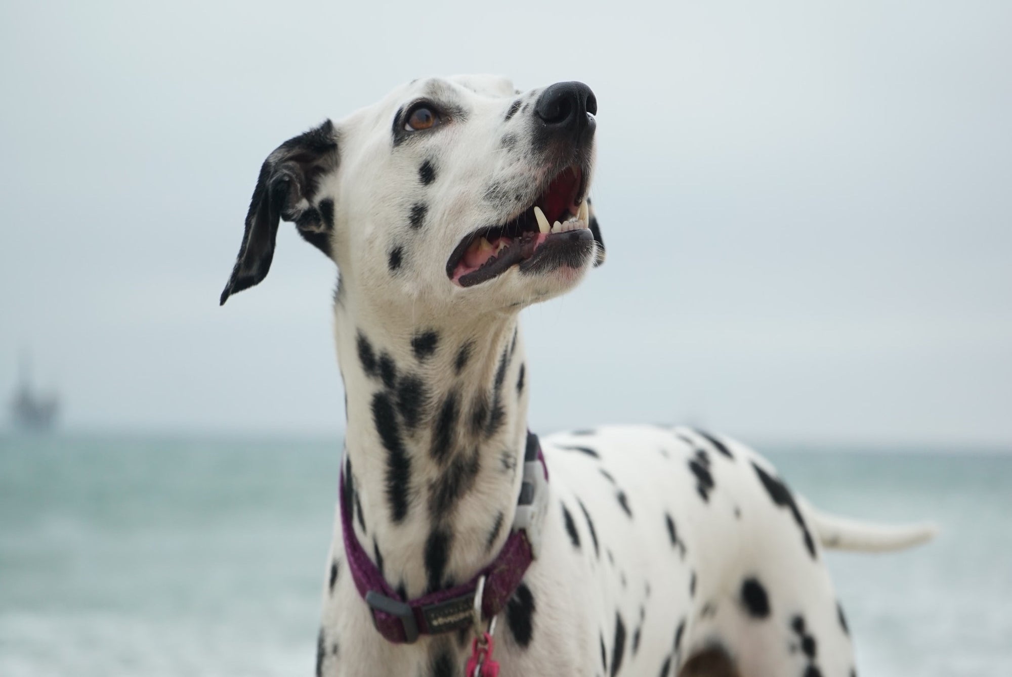 dalmatian-dog-on-the-beach-getting-ready-to-go-running