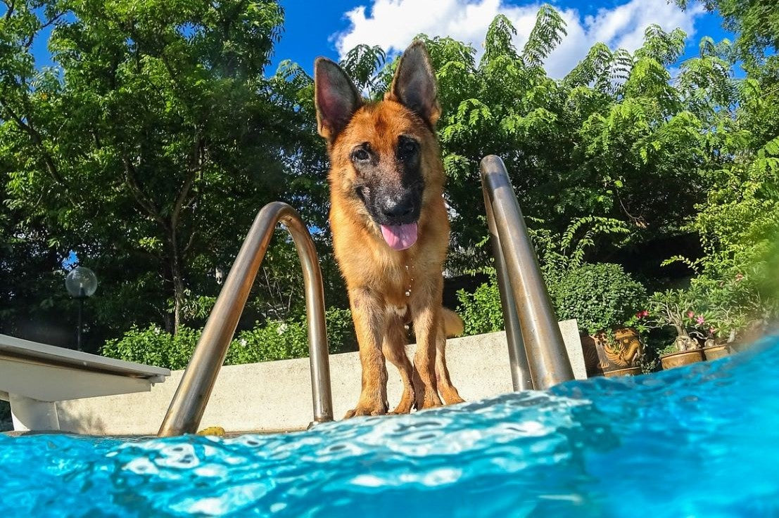 A panting German Shepherd standing at the edge of a pool on a sunny day with green trees in the background.