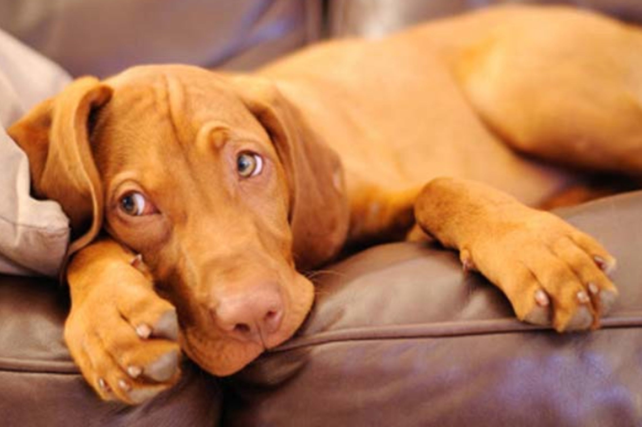 How Much Exercise Does A Puppy Need Iron Doggy how-much-exercise-does-a-puppy-need-iron-doggy