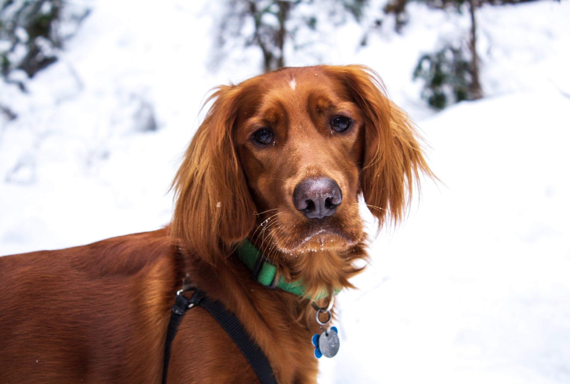 5 Tips on Running with Your Pup During Winter
