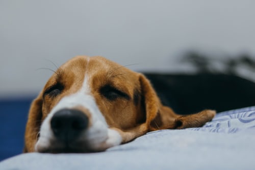 Iron Doggy hands free dog leash image of sleeping Bassett Hound