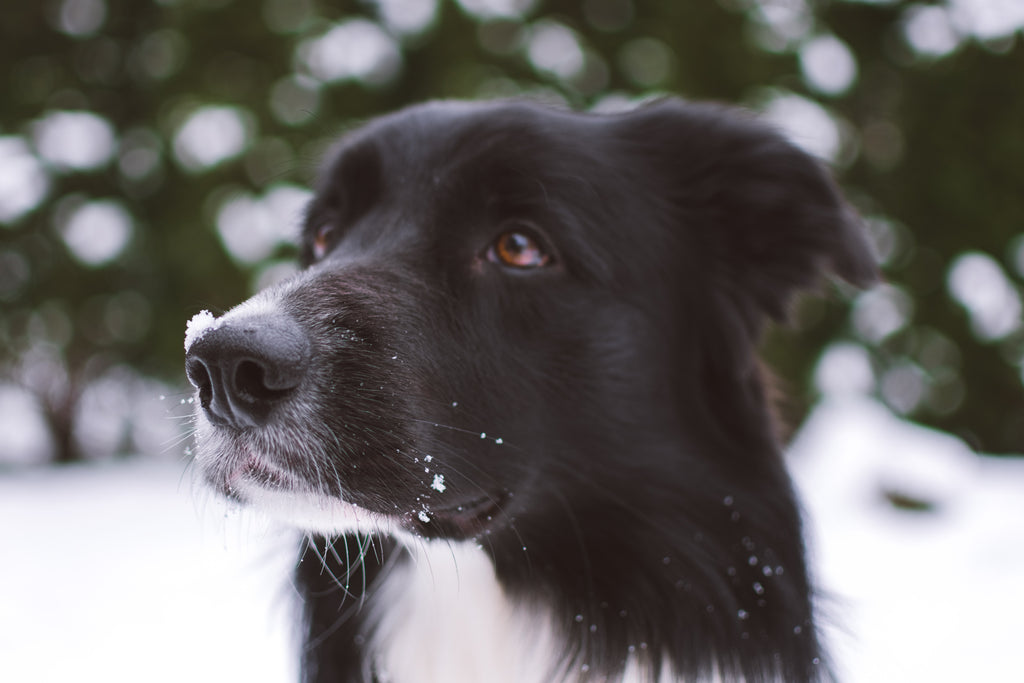 5 Ways You Can Engage Your Dog's Nose and Brain Right Now! - Mind Body and  Bowl