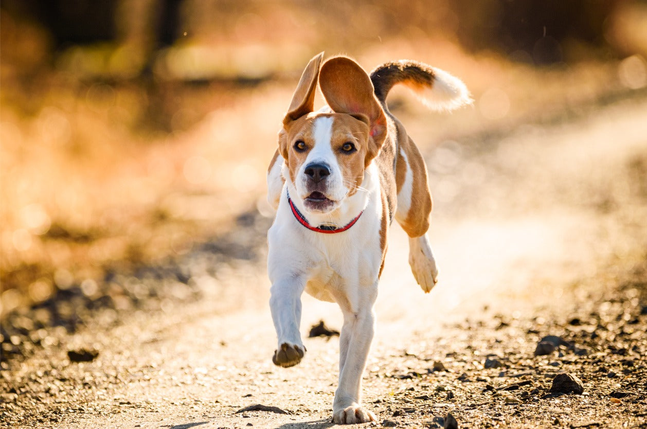 Keeping Your Dog's Paws Safe During Your Summer Adventures - Iron Doggy™
