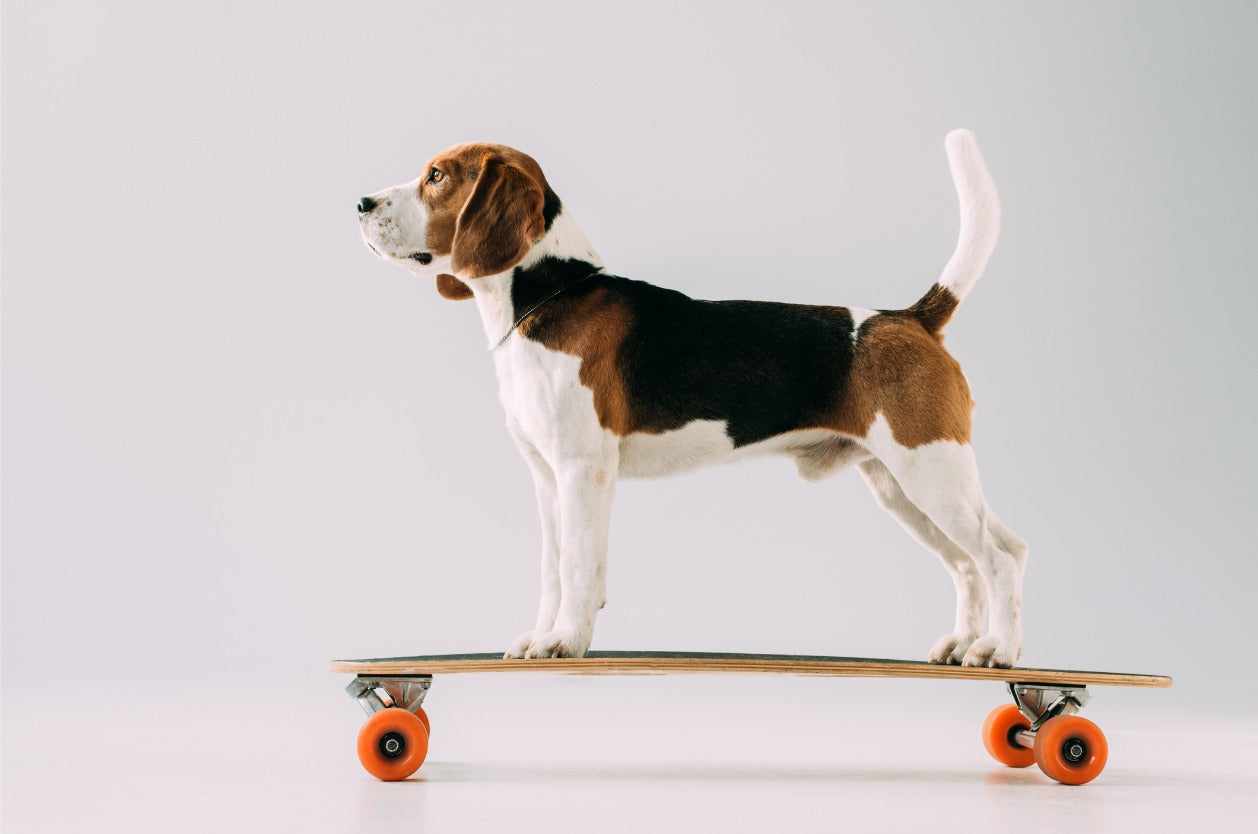 Skateboarding with your dog - A beagle standing on top of a skateboard.