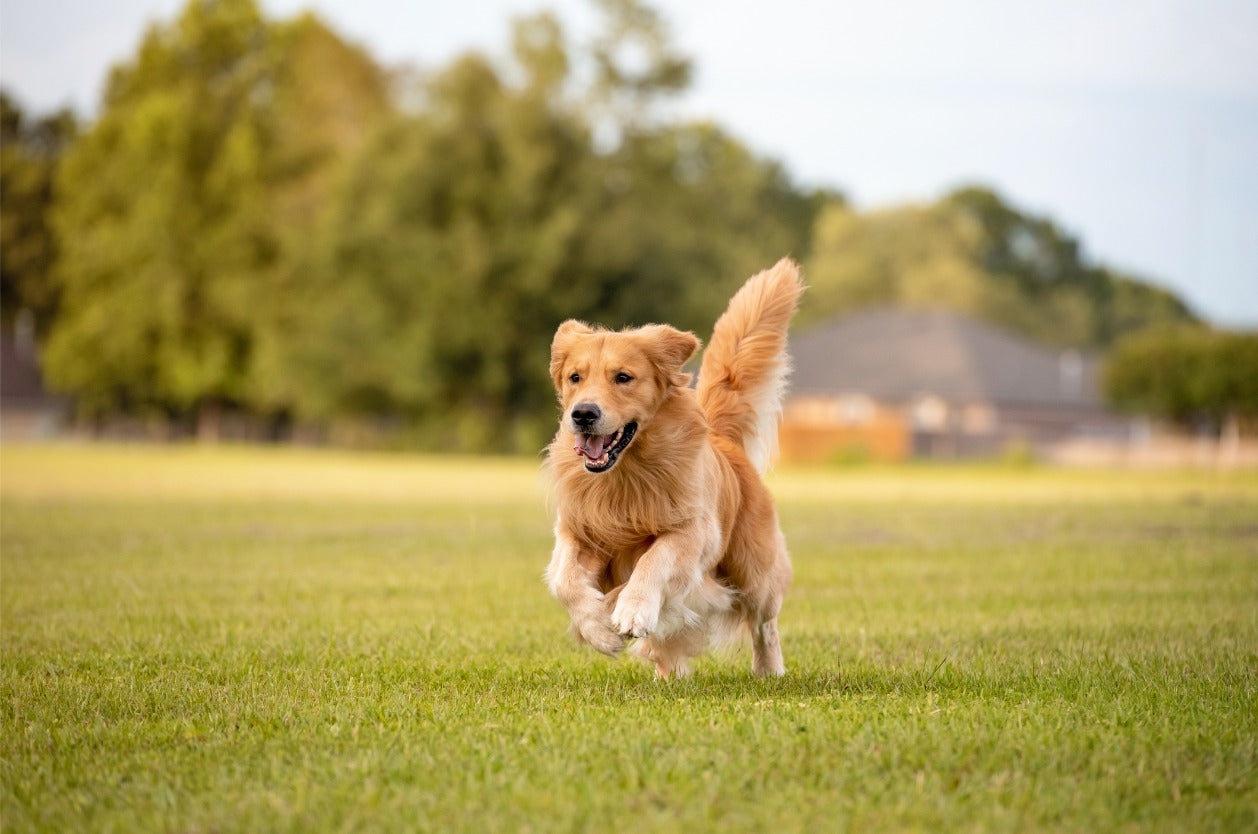 Dog park trail safety - A Golden Retriever dog running in an empty dog park.