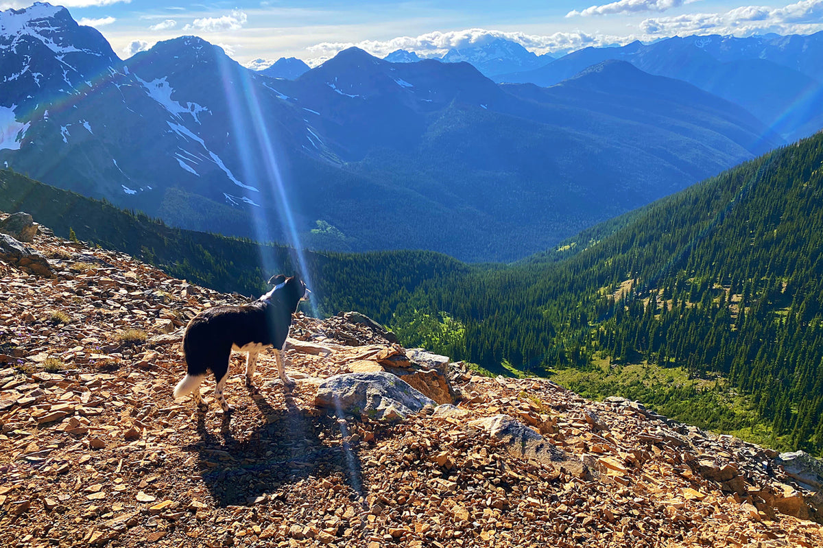 DogFriendly Hiking Trails in the Pacific Northwest Iron Doggy™
