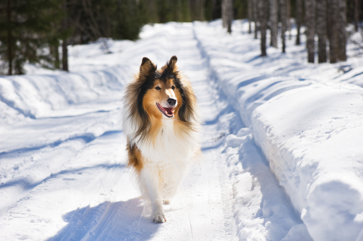 What's the Best Surface for Dog Walks and Runs During Frosty Weather