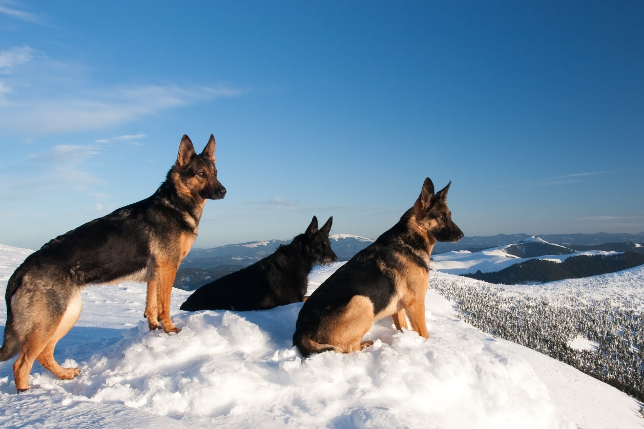 german-shepherds-looking-over-the-mountain-during-winter