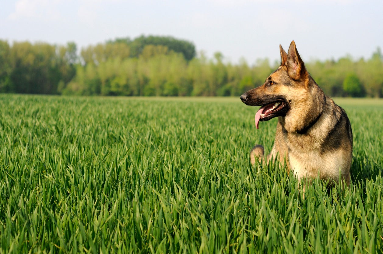 Hiking with your dog - A German Shepherd dog lying on the grass.