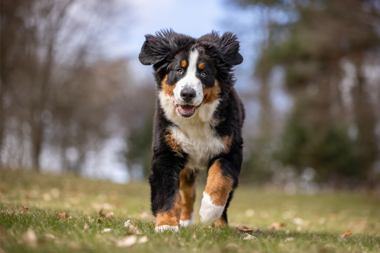 Bernese dog running in a dog park - leash-friendly activities for dogs.