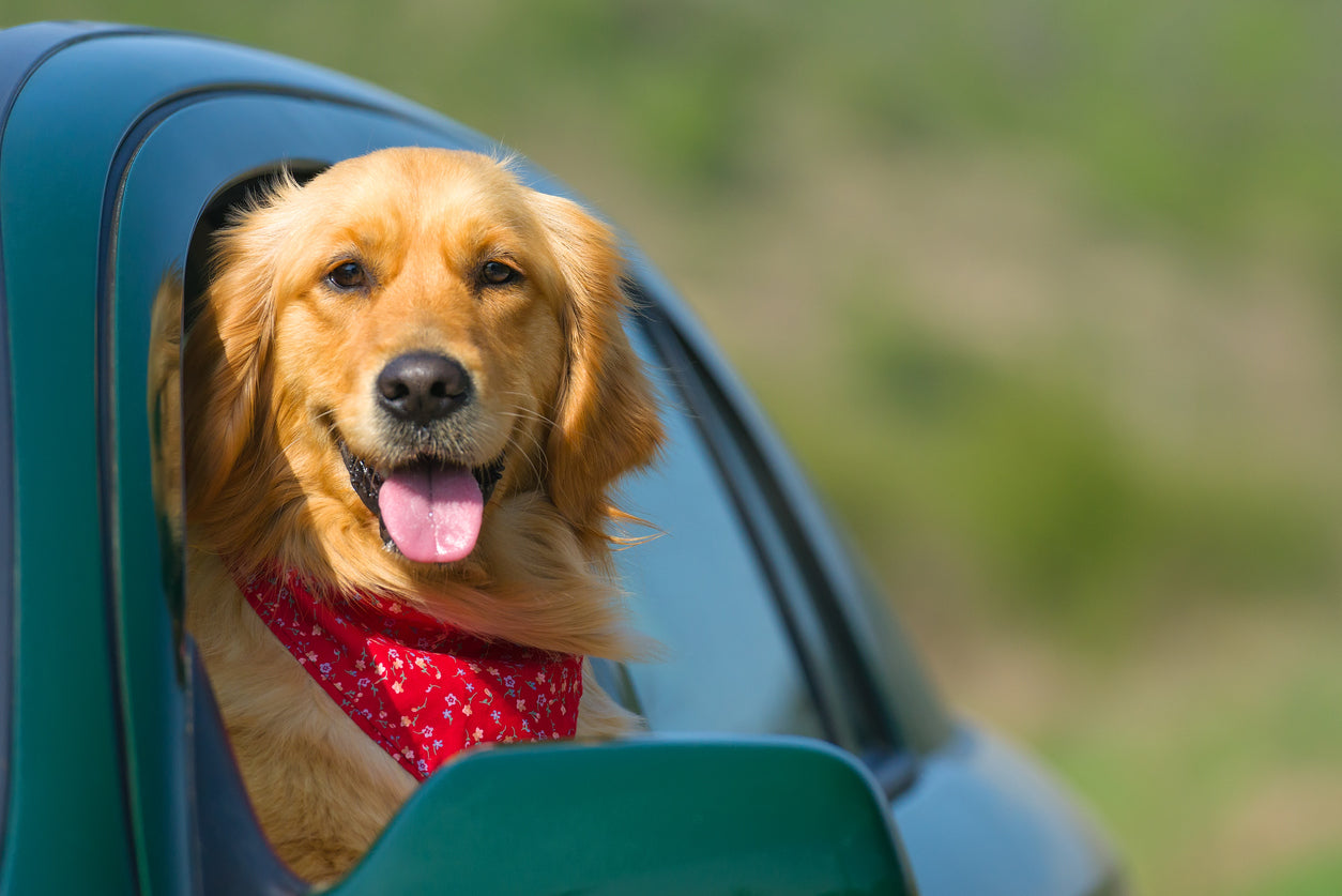 golden-retriever-looking-out-the-window-car