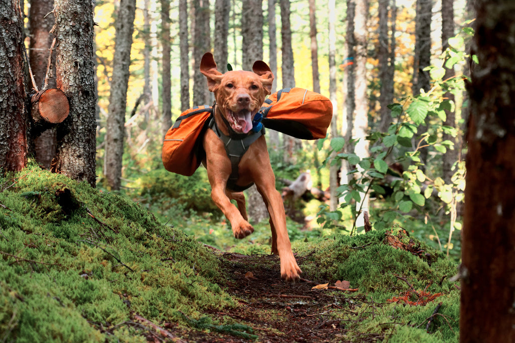 On-Trail Running Belt – Hiking Dog Co.