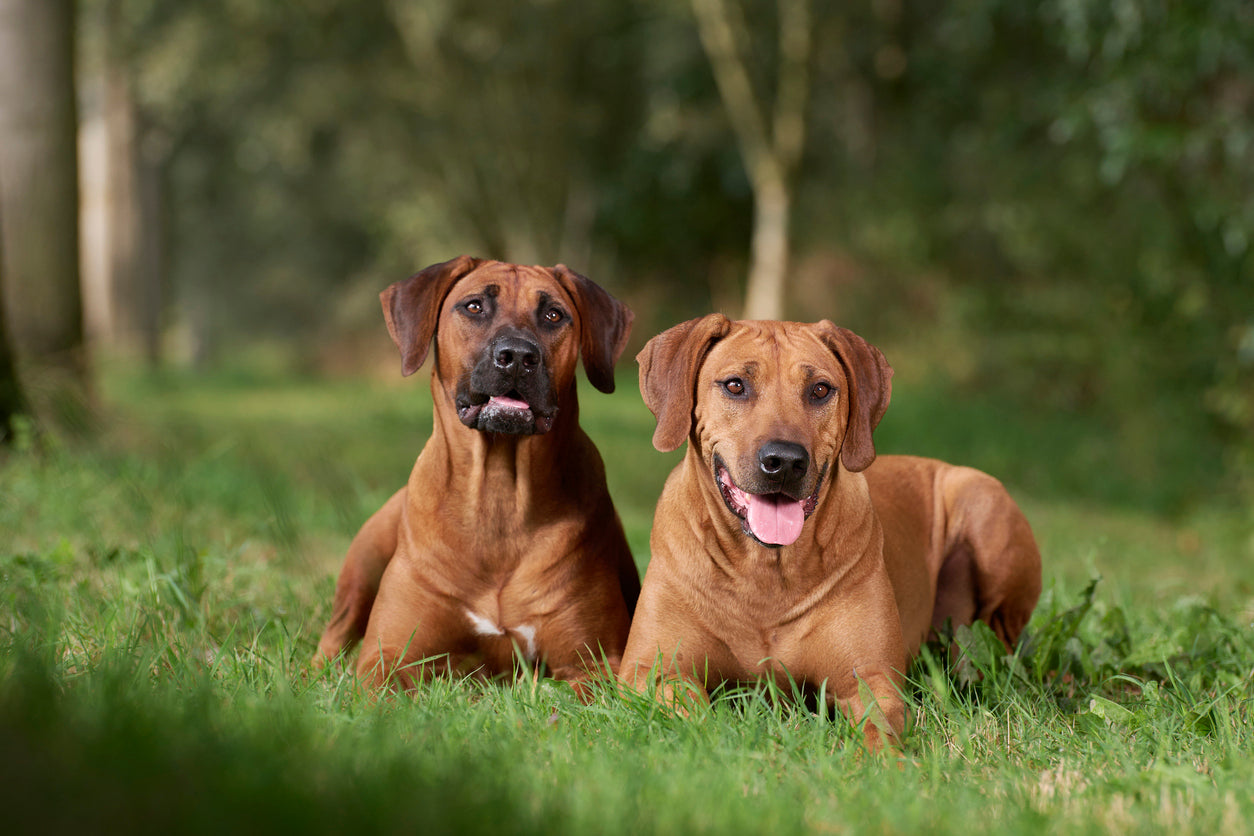 Rhodesian Ridgebacks Running