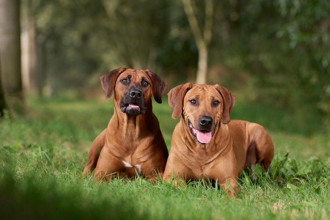Two Rhodesian ridgeback dogs sit on the grass