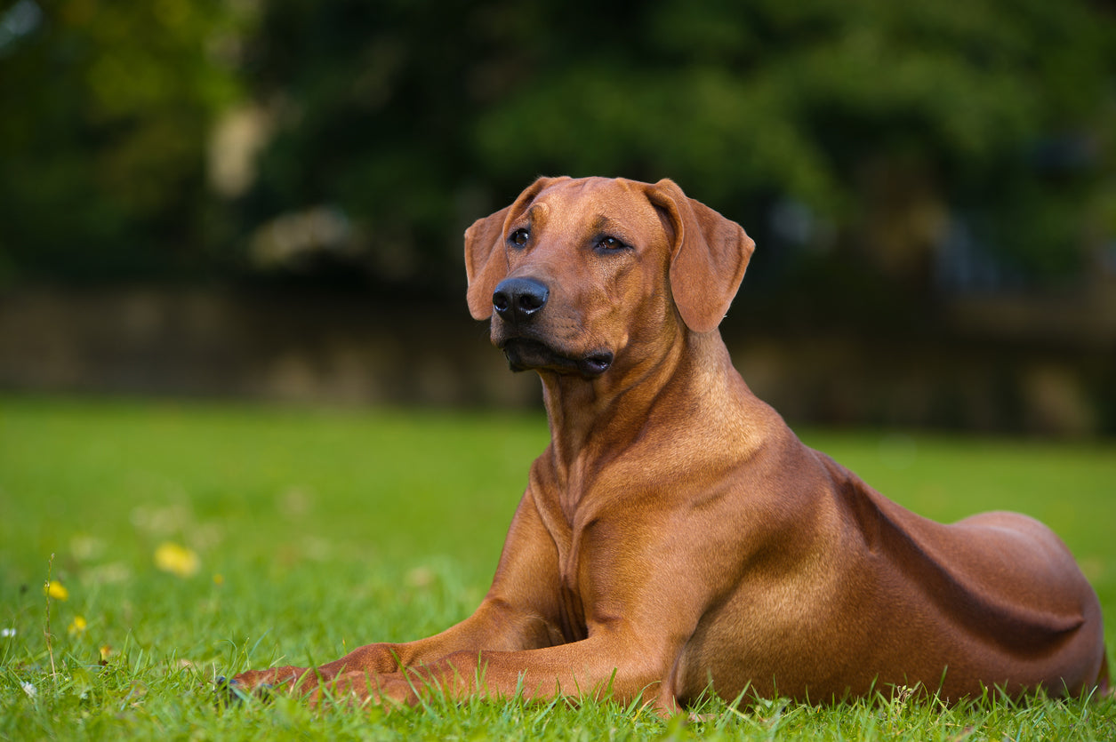 rhodesian ridgeback hound puppy outdoors on a field