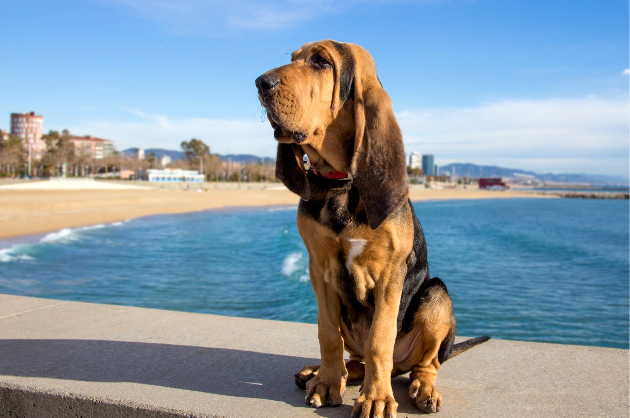 Leash-training a new dog - Bloodhound puppy sitting on the backdrop of the sea on a sunny day.