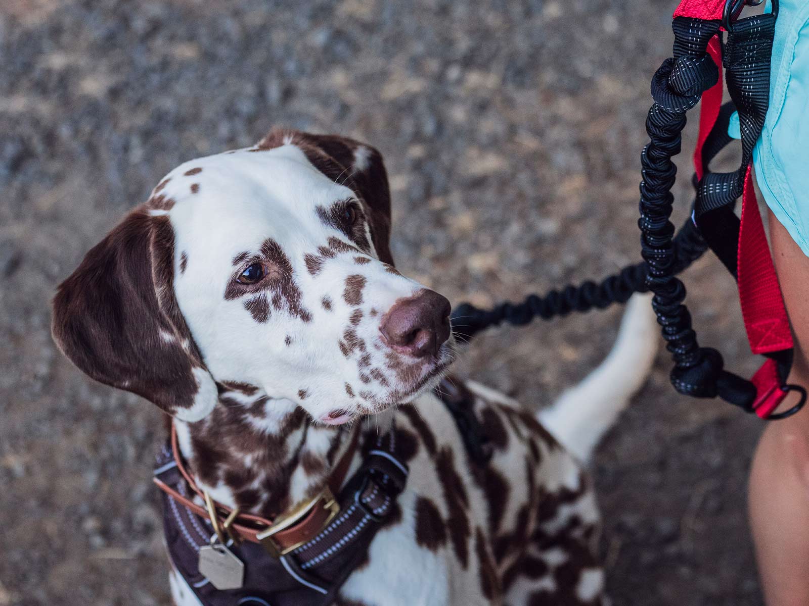 Iron Doggy Hands-Free Dog Leash picture of runner with her dog