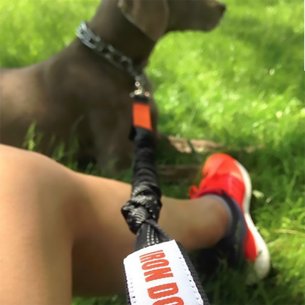 Rok 2024 dog harness